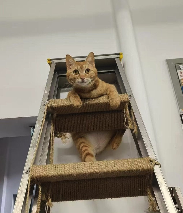 朴呱呱